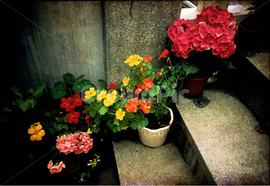빈티지,감성,화분,계단,정감,vintage,feeling,emotion,step,flowers,red,yellow,pink,핑크색꽃,분홍색,빨강,노랑꽃,감정,느낌,필,분위기,오래된,시간,아날로그,필름카메라,식물,자연,plants,nature,꽃,flower