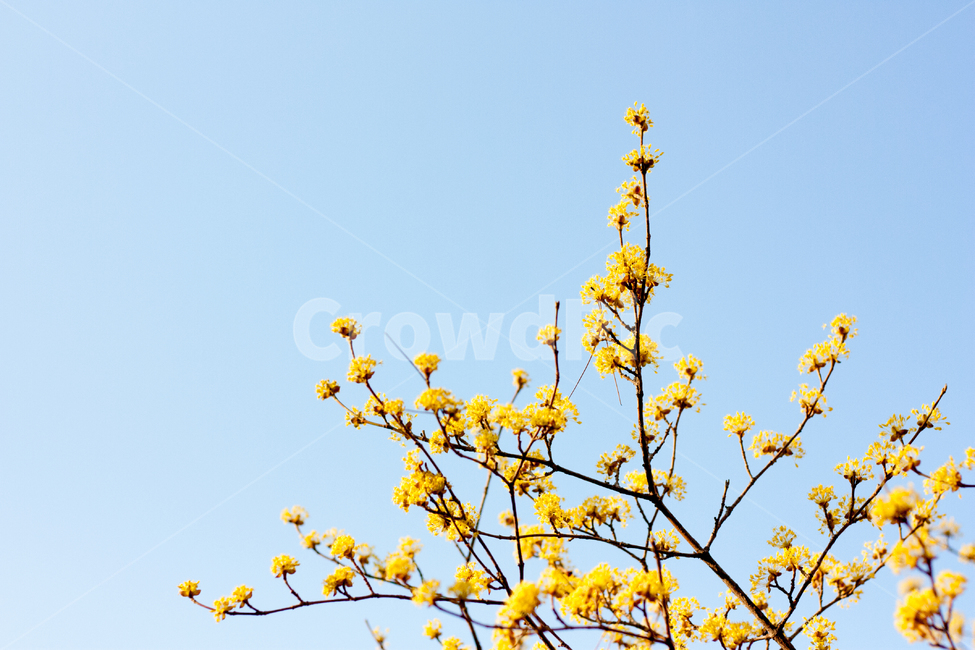 산수유,산수유나무,산수유꽃,노랑꽃,노랑꽃나무,새순,봄소식,겨울나무,꽃순,꽃나무,봄순,나무,봄나무,나무가지,봄,봄날,봄꽃,화단,봄화단꽃,자연,식물,plants,nature,flower,spring,아웃포커싱,공원,봄,계절,spring,season,식물,자연,plants,nature,꽃,flower