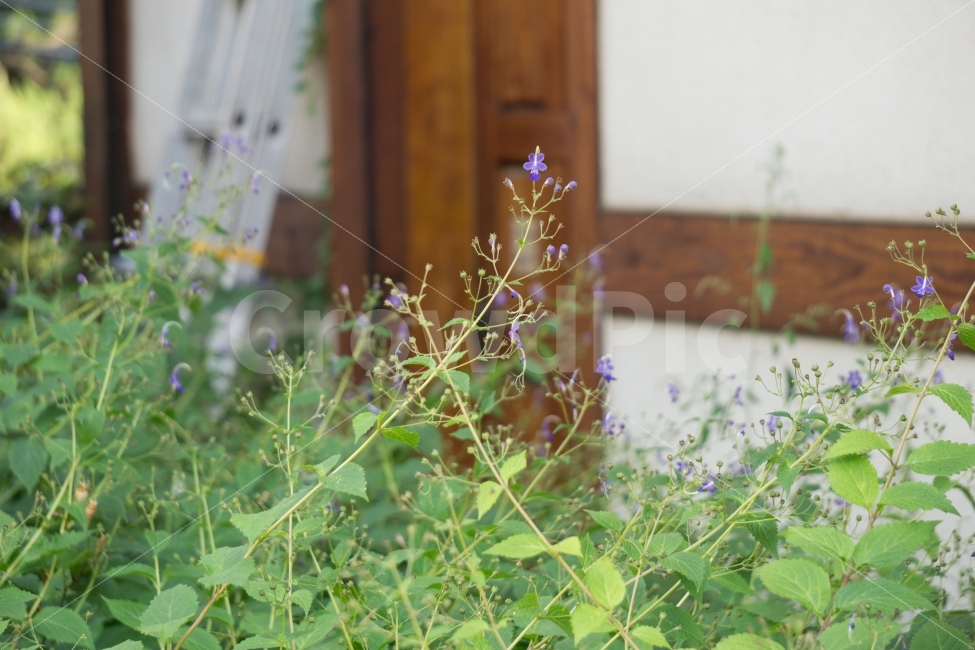 꽃,green,식물,보라색,전통,식물,자연,plants,nature,꽃,flower