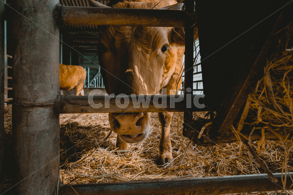animal, 동물, cattle, 가축, mammal, 사진,이미지,일러스트,캘리그라피 - 뮤작가작가