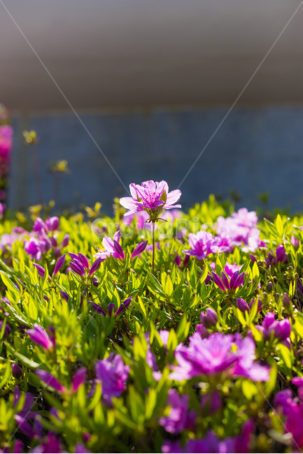 꽃,꽃사진,햇살,식물,공원,식물,자연,plants,nature,꽃,flower