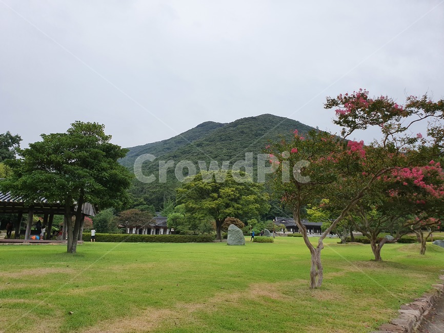 잔디,잔디밭,정원,식물,자연,plant,초가을정원,자연,풍경,nature,landscape