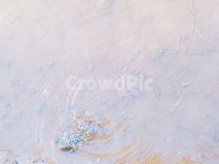 nature,옥외,개구리,강,계곡,자연