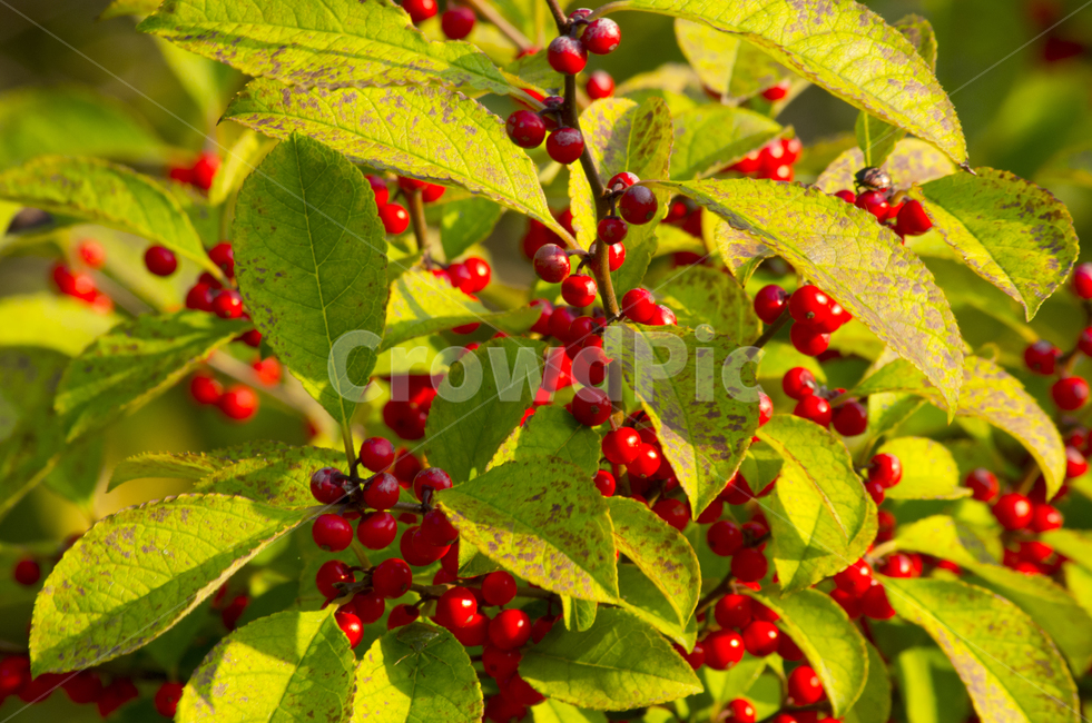 열매,빨강,레드,잎사귀,잎,scene,view,feeling,emotion,nature,landscape,season,풍경,감정,감성,자연,계절,뷰티,fruit,red,leaf,leave,fall,autumn,풍경사진,감성사진,정취