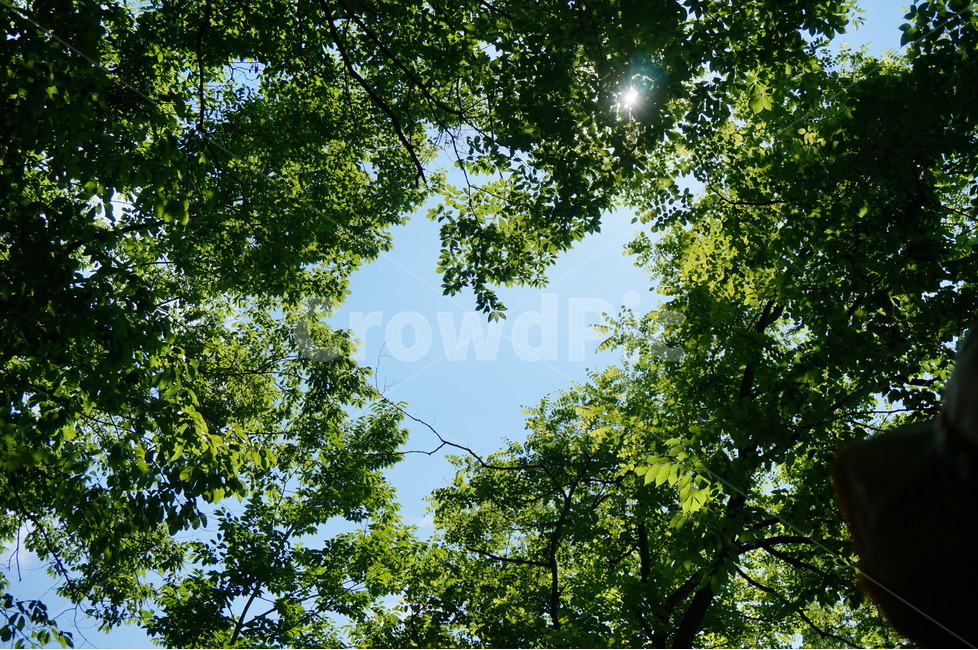나무,나뭇잎,하늘,하트,나뭇잎하트,자연,풍경,nature,landscape,tree,plant,식물,tree trunk,나무 줄기