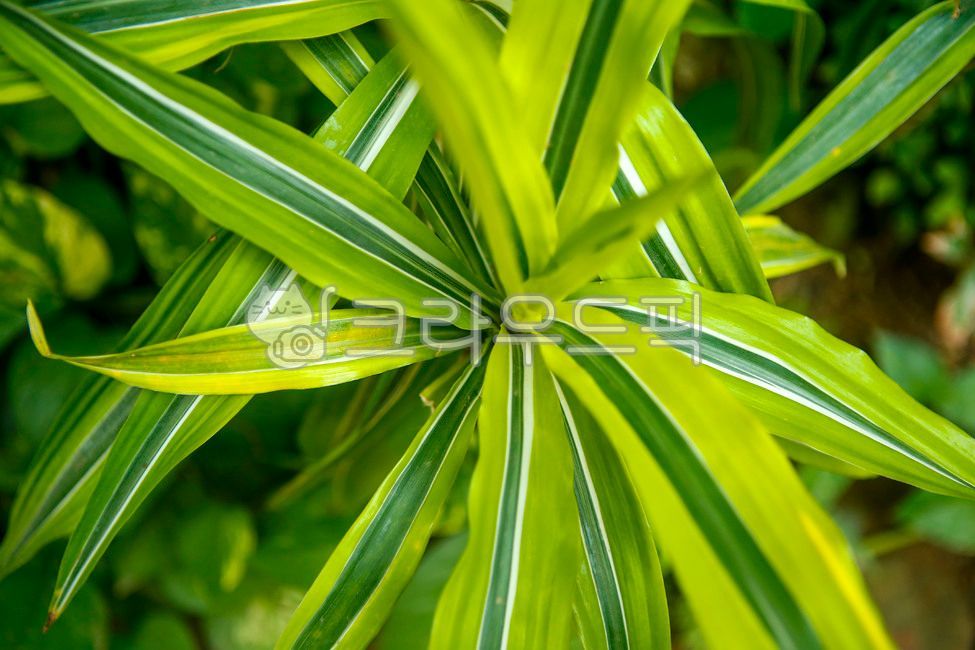 Seoul Forest,plant,greenhouse,Botanical garden,leaf,Insect Botanical Garden,Dracaena Lemon Naim