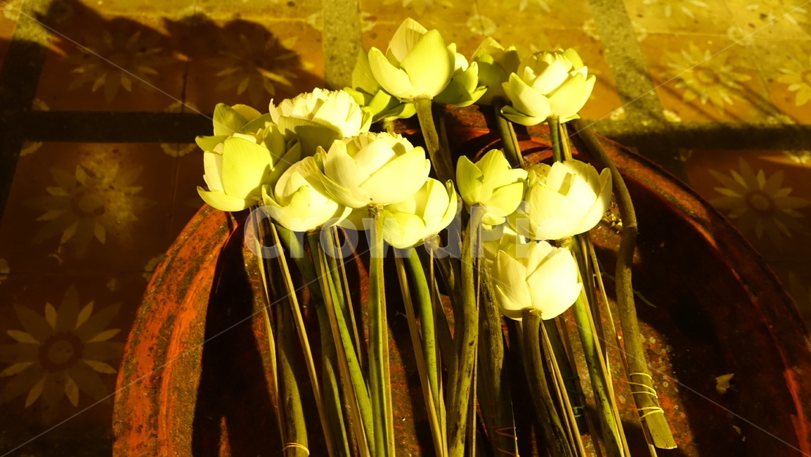 plant,식물,blossom,꽃,flower,연꽃,lotus,꽃송이
