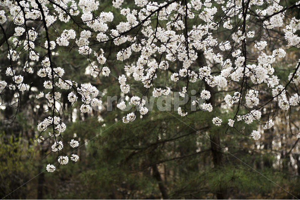 벚꽃,수양벚꽃,벚꽃축제,봄꽃,봄소식,봄,계절,spring,season,식물,자연,plants,nature,꽃,flower,plant