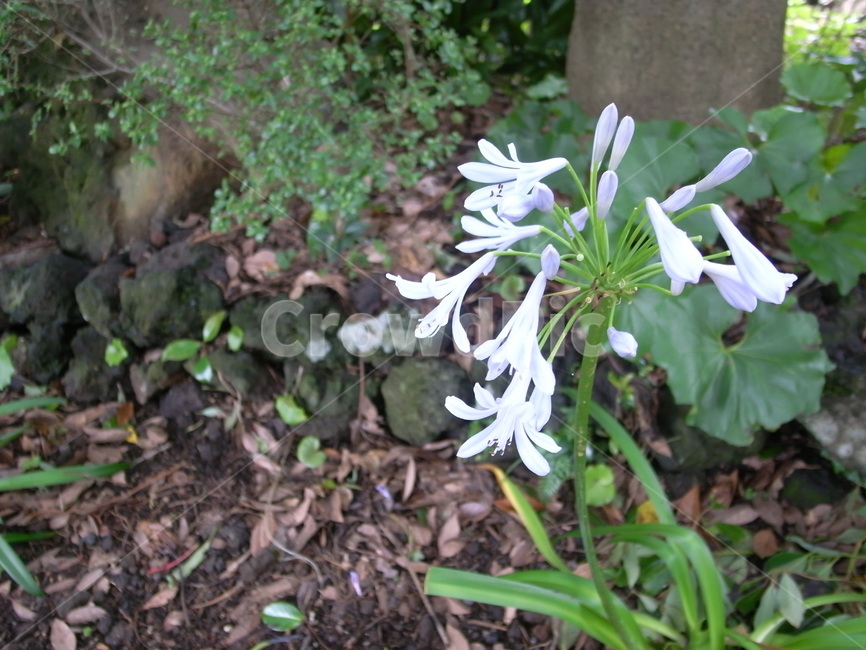 꽃,식물,자연,plant,flower,blossom,식물,자연,plants,nature,꽃,flower