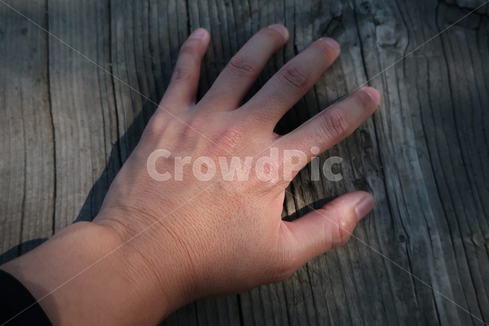 hand,손,human,인간,person,사람,나무,신체일부,몸,body