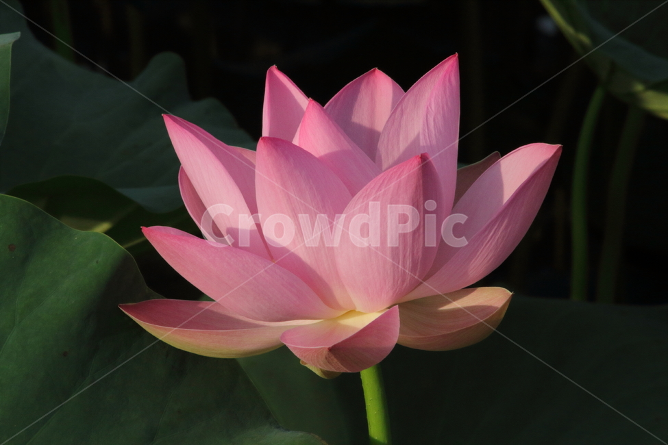연,연꽃,식물,약용식물,lotus,식물,자연,plants,nature,꽃,flower