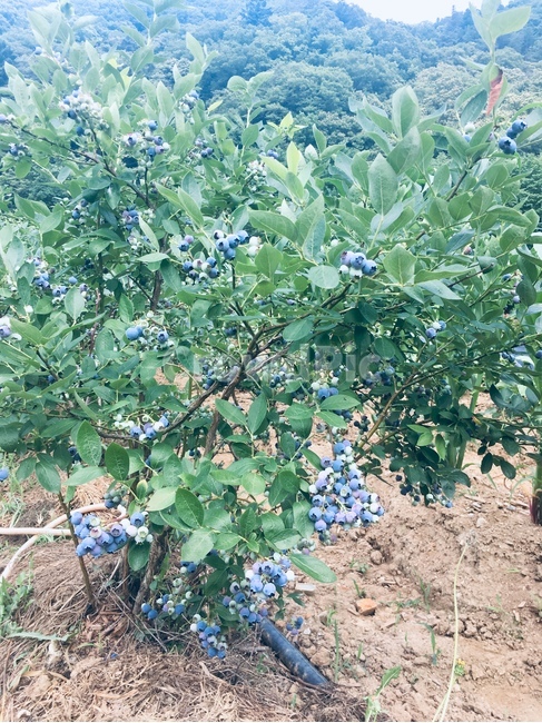 블루베리,열매,여름과일,농작물,블루베리나무