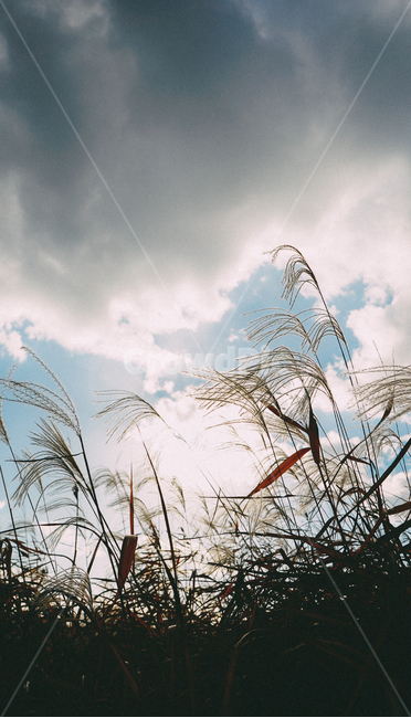 감성,갈대,가을,구름,햇빛,가을,계절,fall,autumn,season