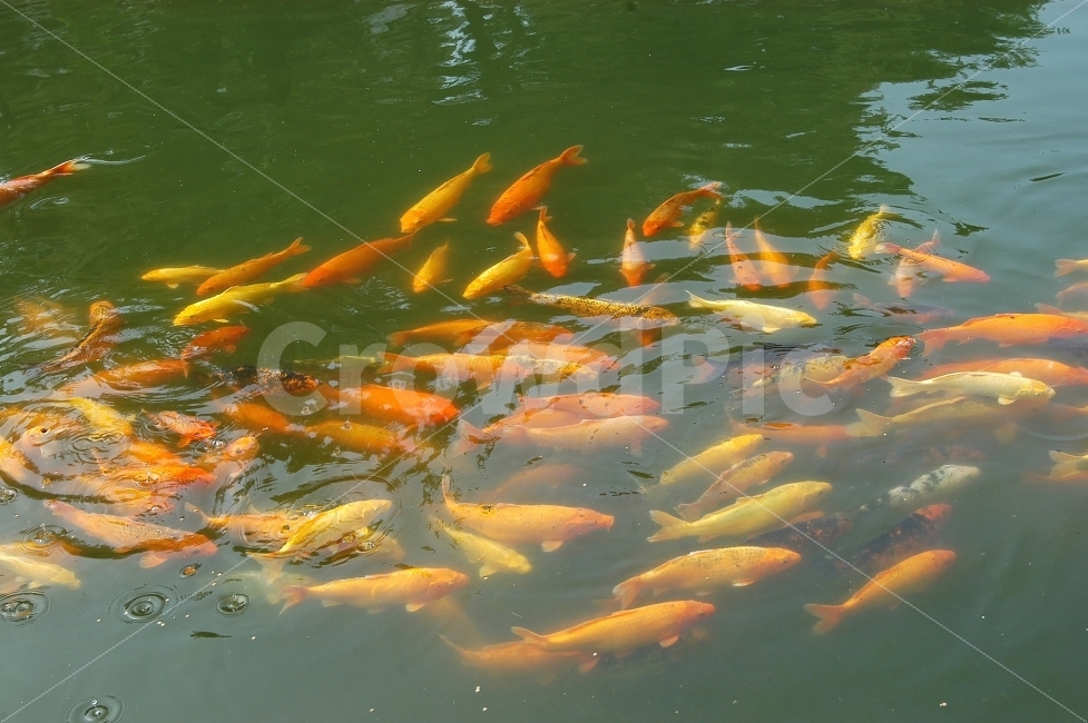 잉어,물고기,연못,어류,생선,물,주황색,자연,헤엄,먹이,동물,animal,어류,물고기,fish