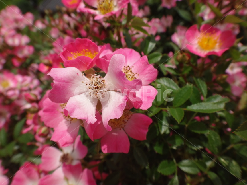 빨간꽃,분홍꽃,꽃,자연,빨강,초록,식물,자연,plants,nature,꽃,flower