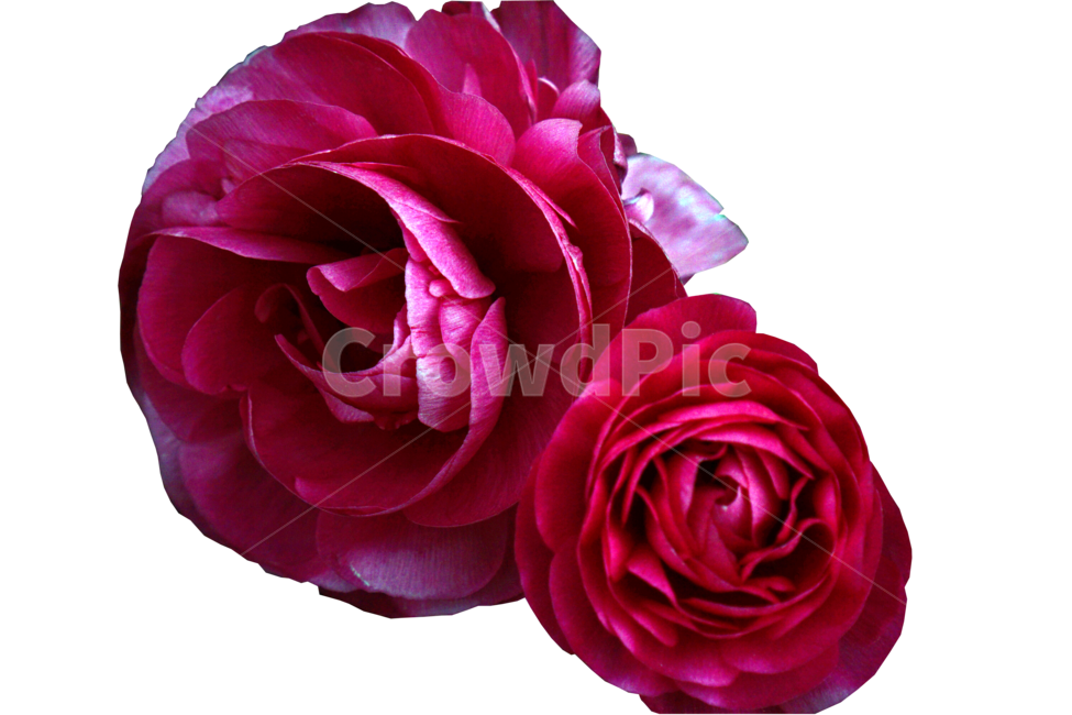 자연,식물,plant,장미,rose,flower,꽃,blossom,빨간꽃,두송이