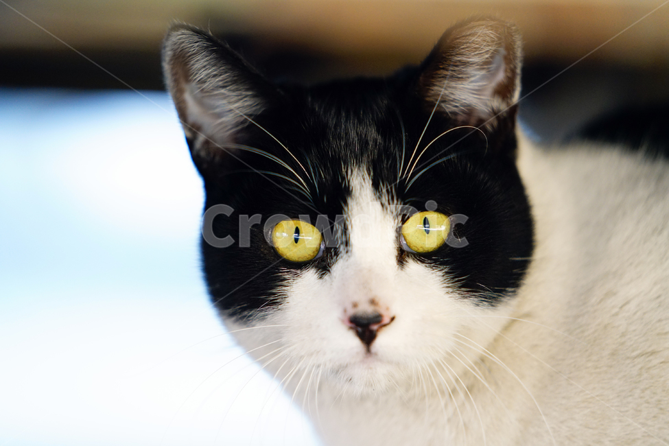 고양이,길고양이,길냥이,야옹이,냐옹이,냥냥이,반려묘,애완묘,반려동물,애완동물,야생동물,펫,캣,mammal,animal,pet,cat,동물,animal,포유류,mammal,고양이,cat,kitten,kitty