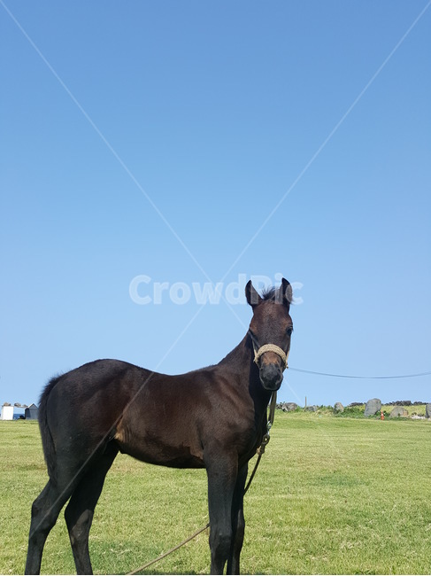 우도,정면,파란하늘,jeju,horse,응시,black,grass,동물,animal,한마리,동물,animal,포유류,mammal