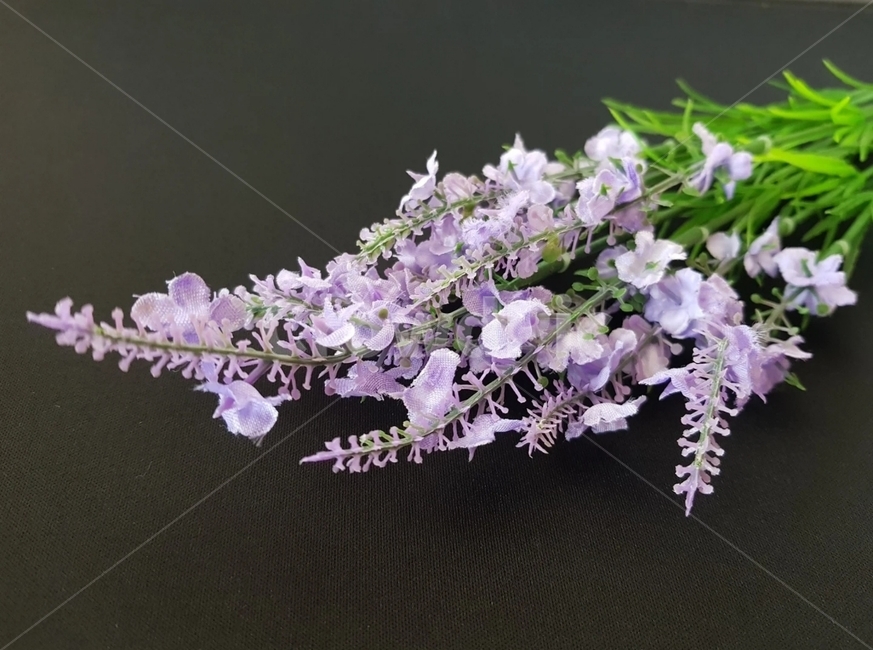 식물,plant,꽃,flower,라벤더플라워,식물,자연,plants,nature,꽃,flower