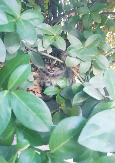고양이,귀여운,cat,나뭇잎,동물