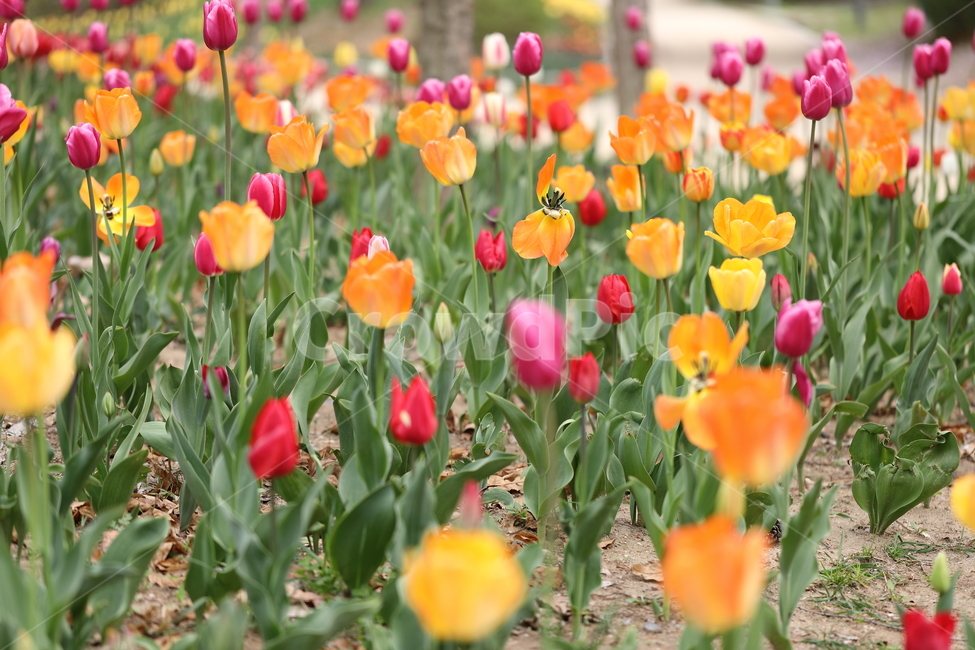 꽃,튤립,봄,공원,자연,풍경,꽃밭,flower,tulips,spring,park,landscape,노란꽃,노랑,색깔,봄,계절,spring,season,식물,자연,plants,nature,꽃,flower,plant,blossom