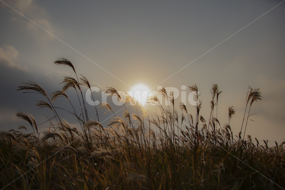 억새,갈대,하늘,구름,감성,공원,sunset,일몰,가을,계절,fall,autumn,season,자연,풍경,nature,landscape,grass,잔디,plant,식물,lawn