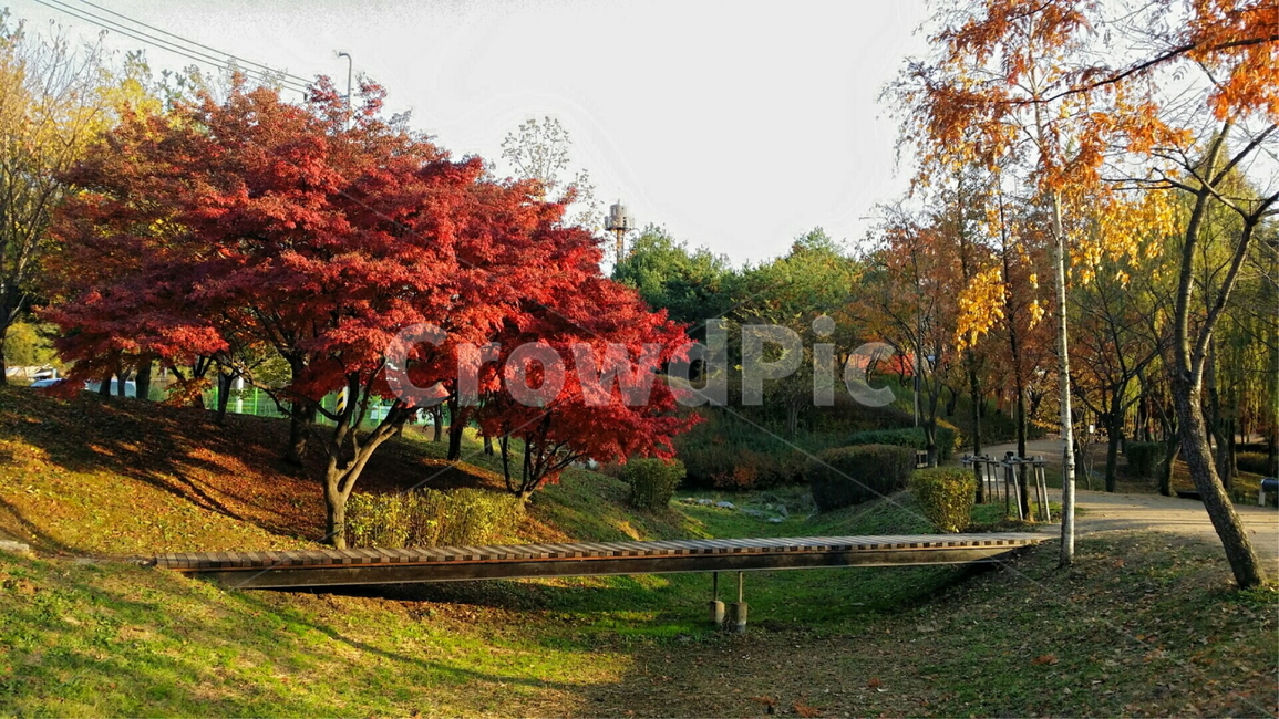 plant,식물,tree,maple,공원,야외,자연,하늘,구름,나무,나무그늘,단풍,꽃,다리,육교