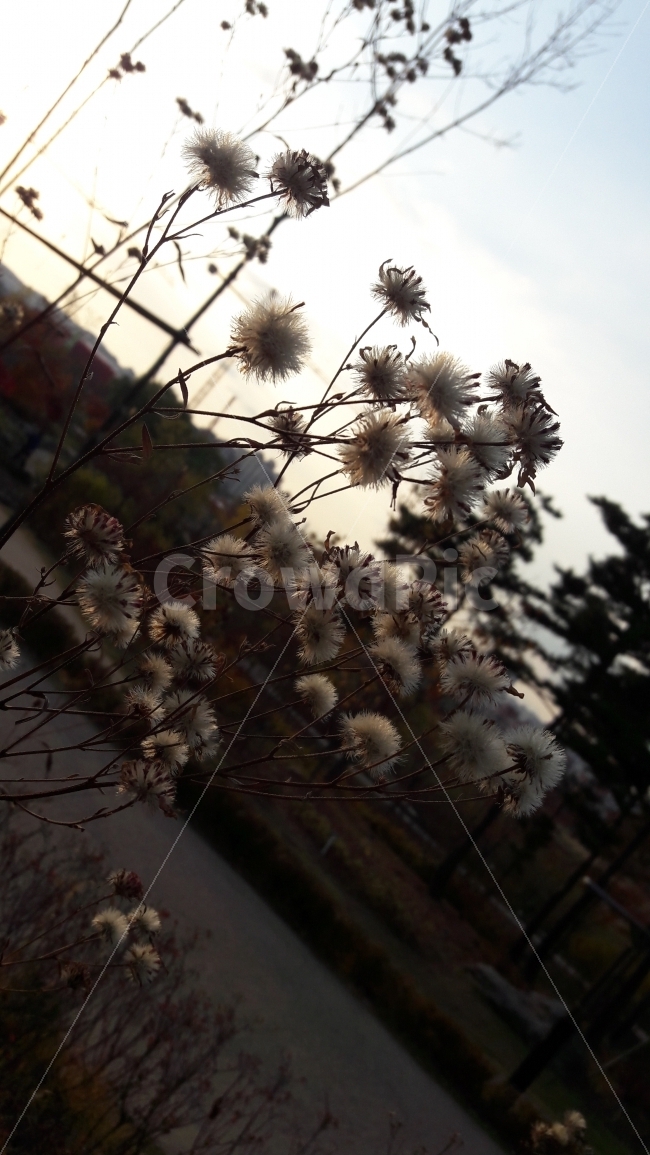 가을,바람,나무,수목원,아쉬움,가을,계절,fall,autumn,season,식물,자연,plants,nature,plant,flower,꽃,blossom,dandelion,민들레