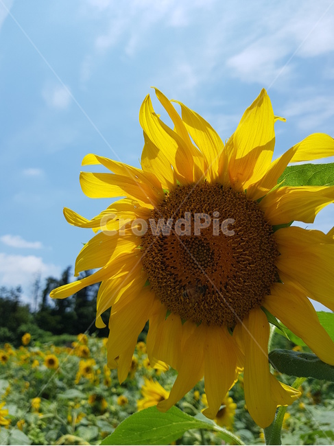 해바라기,꽃밭,하늘,파란색,파랑,노란색,노랑,구름,녹색,sunflower,flowerfield,sky,blue,yellow,clouds,green,여름,계절,summer,season,가을,fall,autumn,식물,자연,plants,nature,꽃,flower,plant,blossom