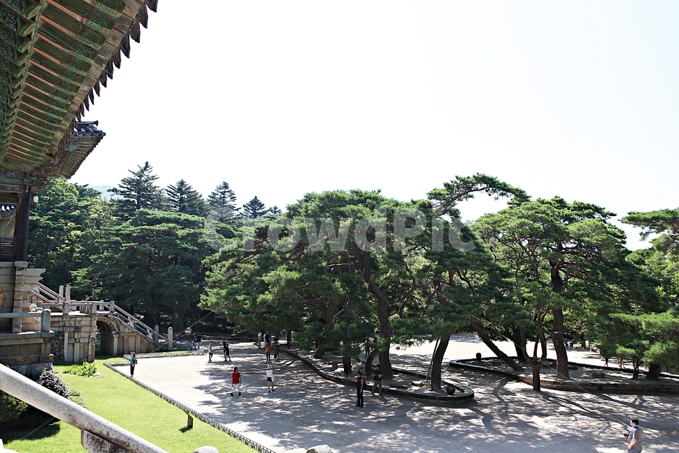 경주,불국사,절,사찰,국보,보물,전통,기와집,여름,집,한옥