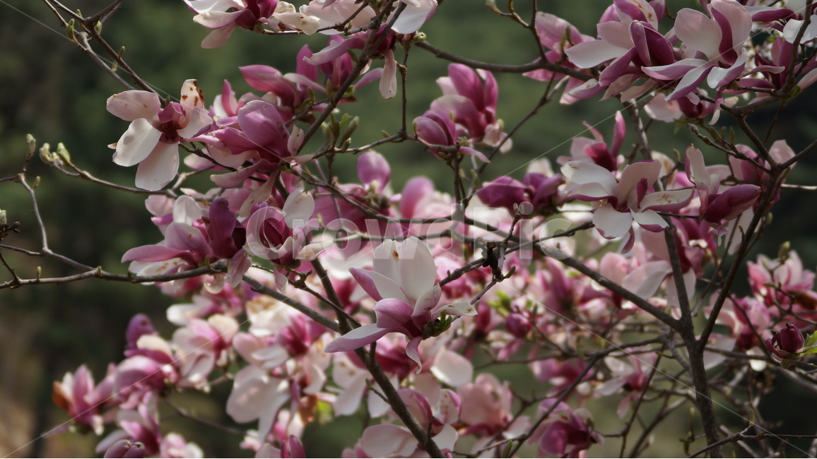 꽃,봄꽃,자연,풍경,목련,봄,계절,spring,season,식물,자연,plants,nature,꽃,flower,plant,blossom