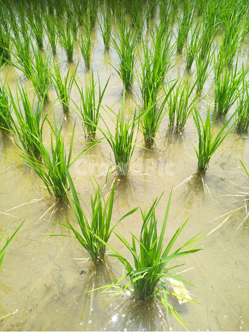 논,모내기,모심기,벼,농번기,농업,농사,agriculture,farming,farming industry