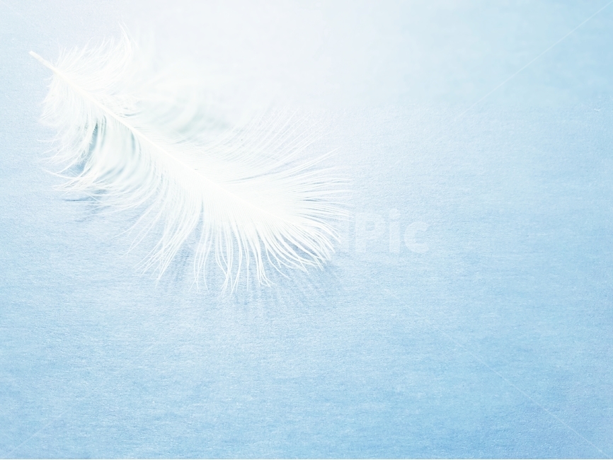 배경,새털,깃덜,조류,동물,background,배경이미지,털,색감,바탕,텍스쳐,질감,패턴,배경화면,이미지,빈공간