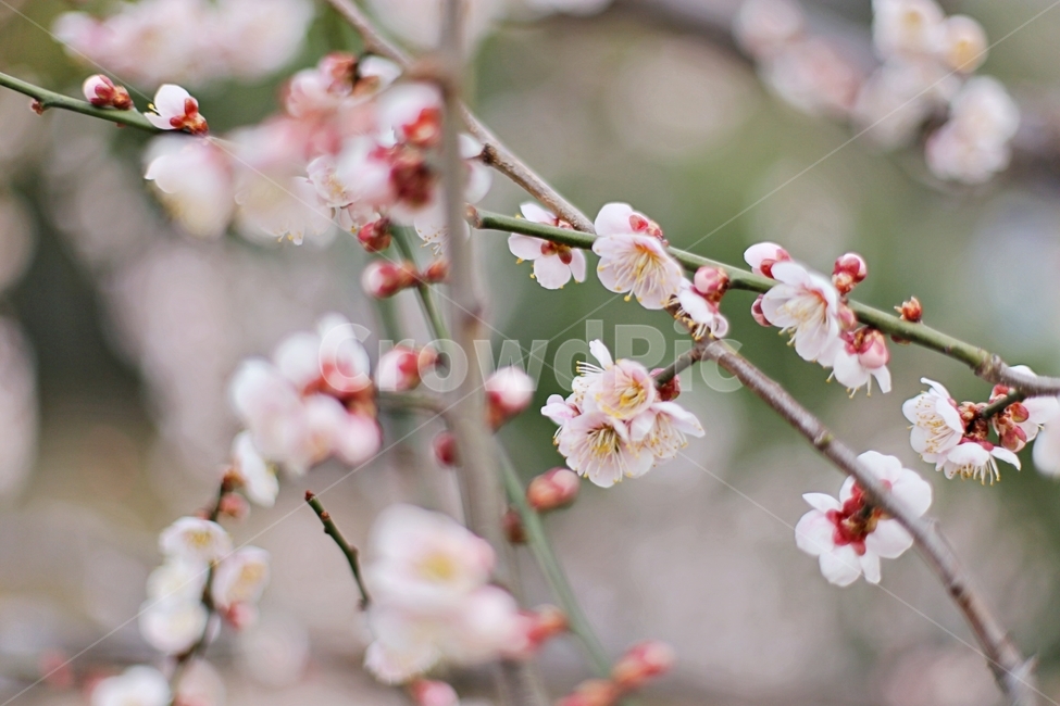 하동,hadong,매화,매화축제,매화꽃,꽃,flower,봄,계절,spring,season,식물,자연,plants,nature,꽃,flower,plant
