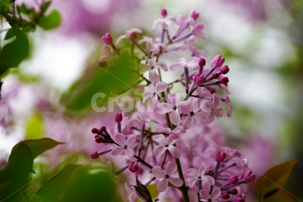 라일락,수수꽃다리,물푸레나무과,식물,봄,식물,자연,plants,nature,꽃,flower