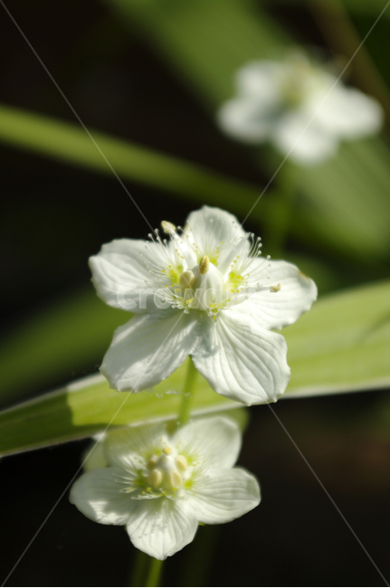 꽃,식물,flower,plant,color,식물,자연,plants,nature,꽃,flower