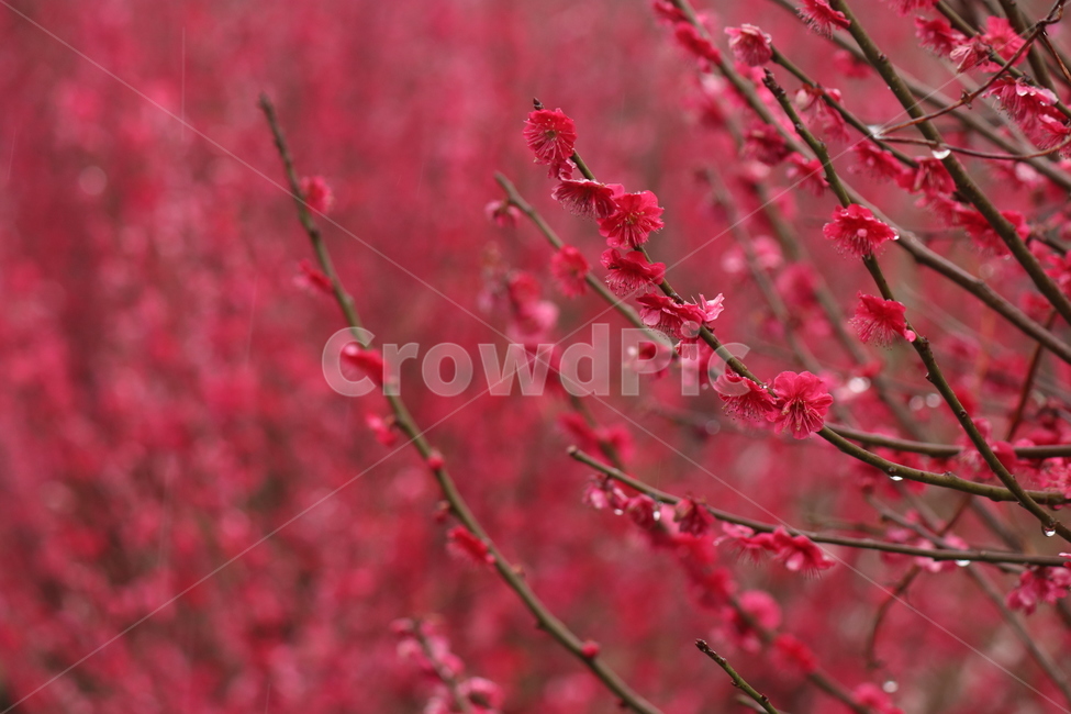 꽃,flower,식물,홍매화,감성,배경사진,봄,식물,자연,plants,nature,꽃,flower