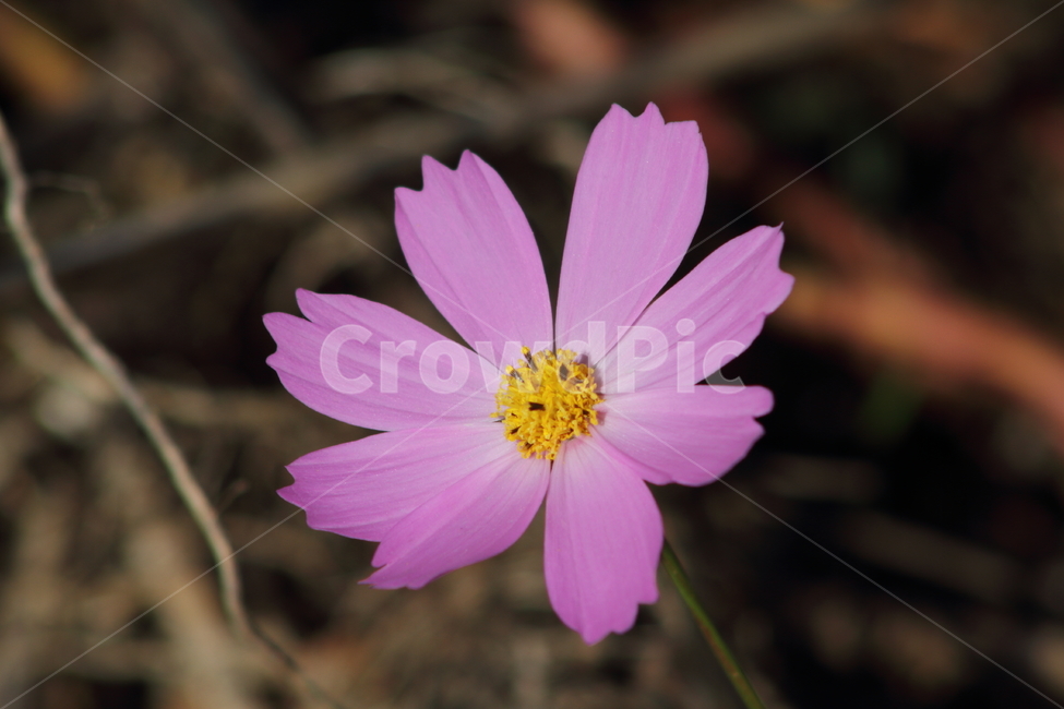 코스모스,꽃,식물,가을꽃,cosmos,식물,자연,plants,nature,꽃,flower