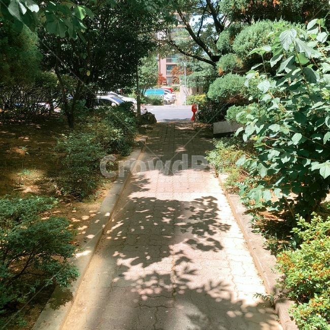 풍경,길,거리,나무,자연