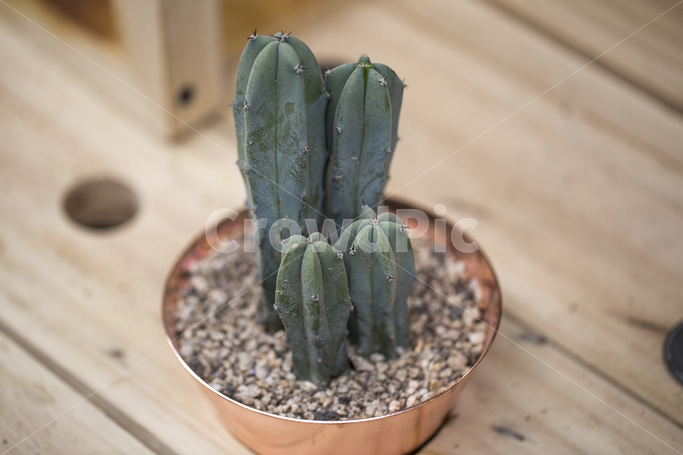 선인장,꽃,사막,화분,식물,houseplant,자연,녹색,성장,식물원,질감,가시,인테리어,다육식물,다육이,장식,배경,식물,자연,plants,nature,실내용화초,화분,화초,house plant