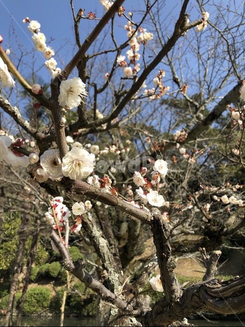 꽃,나무,맑은날씨,공원,봄