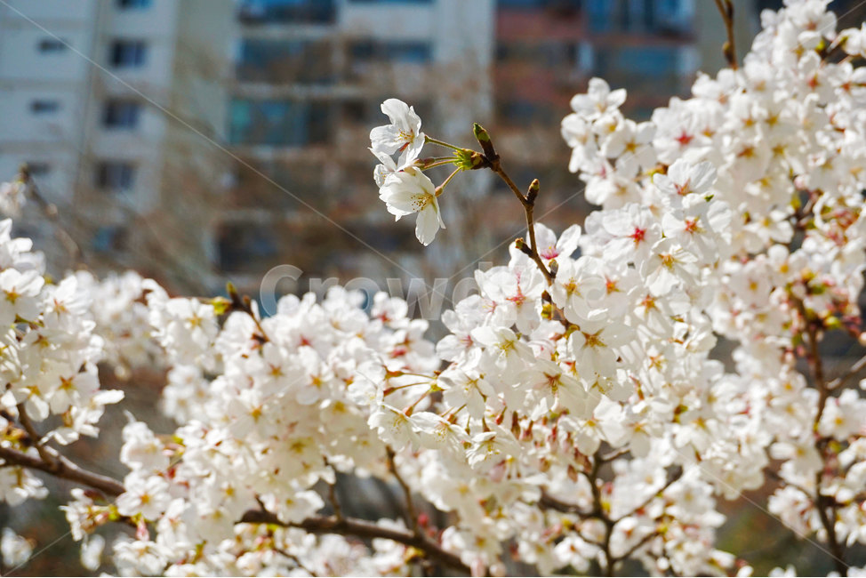 벚꽃,꽃,꽃나무,체리블라썸,봄,봄나무,나무,식물,봄느낌,꽃잎,flowers,flower,cherryblossoms,plant,tree,spring,분홍,분홍색,하양,흰색,pink,white,floral,꽃느낌,자연,nature,blossom,bloom,blooming,활짝핀꽃