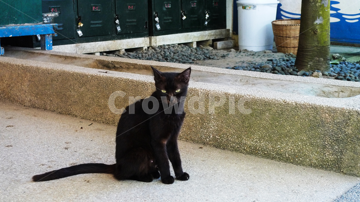 검은고양이,고양이,카리스마,심기불편,블랙캣,cat,animal,동물,길고양이,동물,animal,포유류,mammal,고양이,cat,kitten,kitty