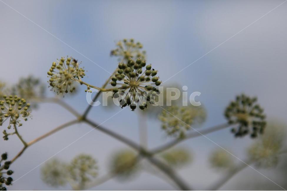 식물,꽃,식물원,화초,자연,식물,자연,plants,nature,꽃,flower