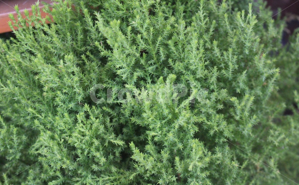 plant,식물,구과식물,나무,율마,초록