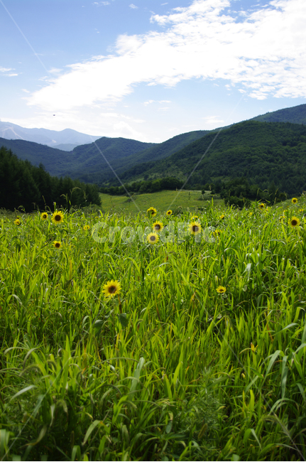 꽃밭,해바라기,식물,flower,풍경,하늘,구름,자연,풍경,nature,landscape,field,들,grassland,목초지,outdoors,옥외