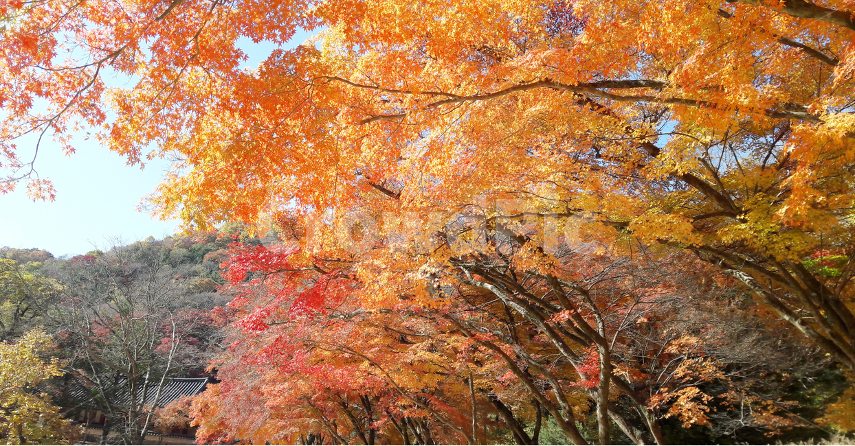 단풍,하늘,나무,수목,자연,가을,가을,계절,fall,autumn,season,식물,자연,plants,nature