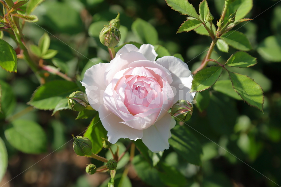 장미,장미꽃,꽃,rose,flower,백장미,하얀장미,5월,6월