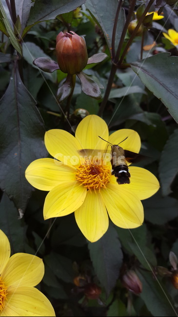 꽃,벌새,flower,플라워,노란꽃