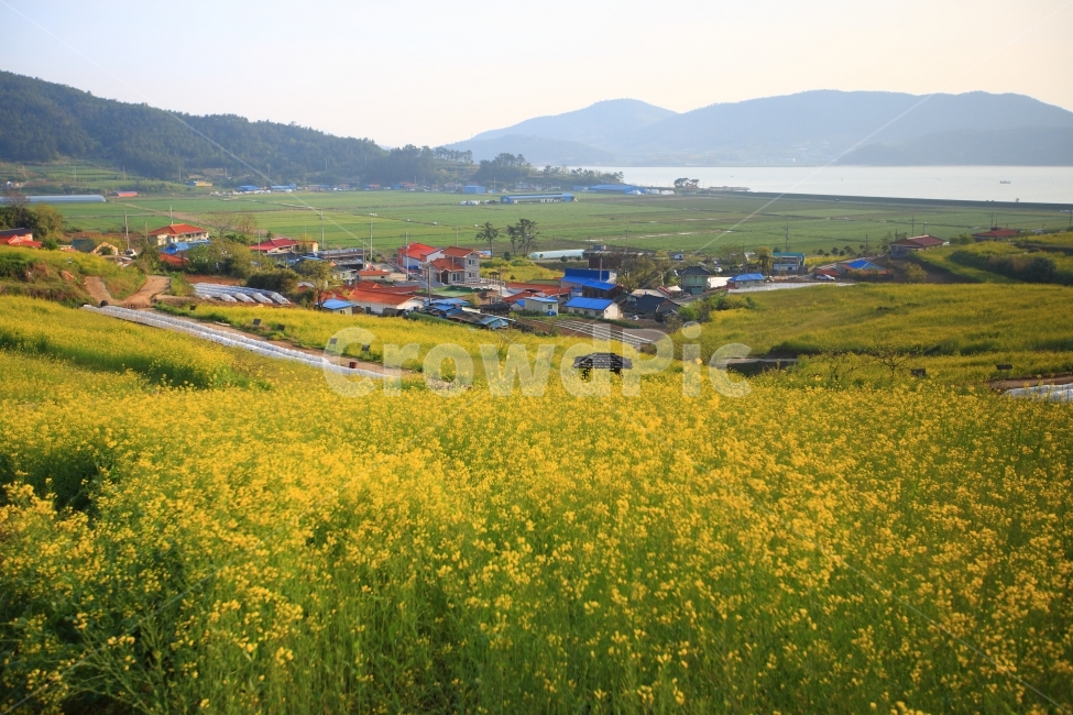 장흥,선학동,유채꽃,자연,풍경,봄,계절,spring,season,자연,풍경,nature,landscape,한국자연풍경,한국자연경관,korea nature landscape,시골,마을,country,rural,town,grassland,목초지,field,들,outdoors,옥외,농촌,farm,농장,meadow